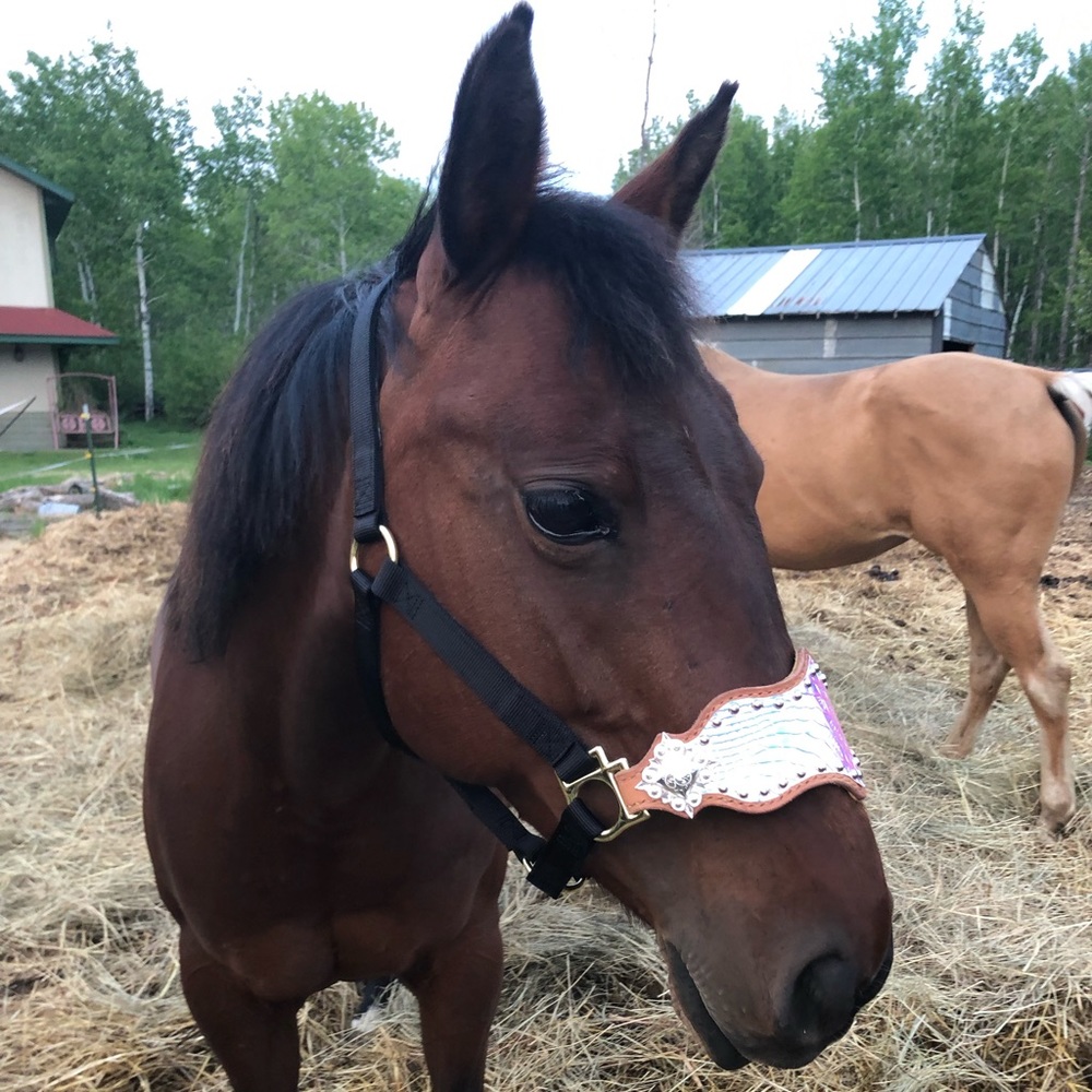 Meet your Posher, Kylie